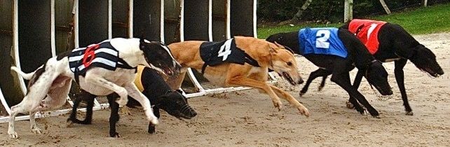 How to use betting on form strategy at greyhounds racing?